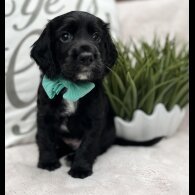 Cocker Spaniel (Working &amp; Show) - Both