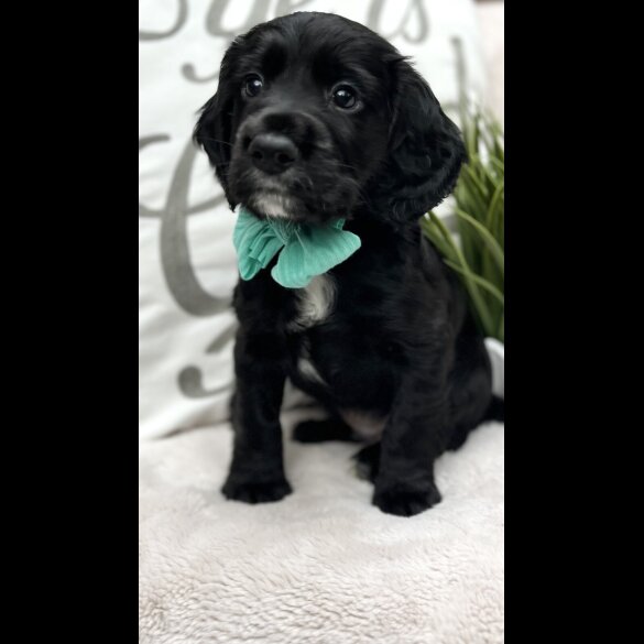 Cocker Spaniel (Working &amp; Show) - Both