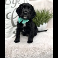 Cocker Spaniel (Working &amp; Show) - Both