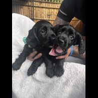 Cocker Spaniel (Working &amp; Show) - Both