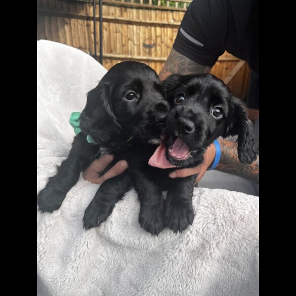 Cocker Spaniel (Working &amp; Show) - Both