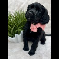 Cocker Spaniel (Working &amp; Show) - Both