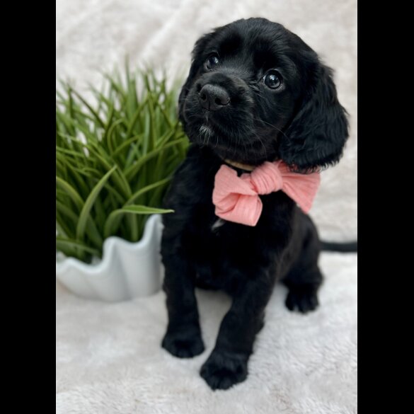 Cocker Spaniel (Working &amp; Show) - Both