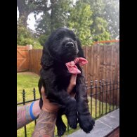 Cocker Spaniel (Working &amp; Show) - Both