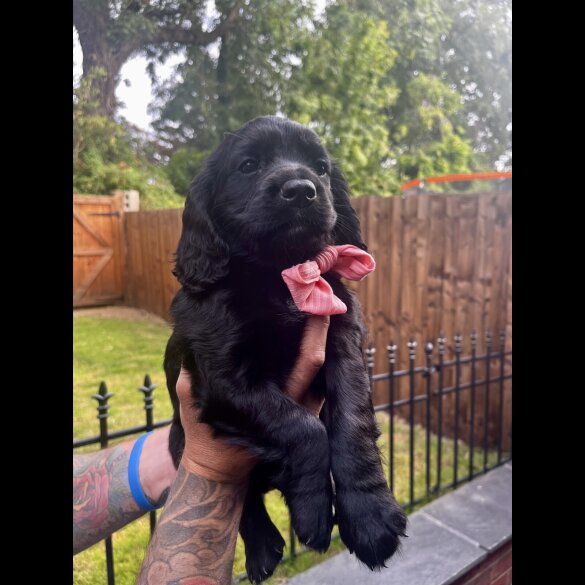 Cocker Spaniel (Working &amp; Show) - Both