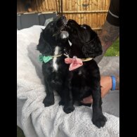 Cocker Spaniel (Working &amp; Show) - Both