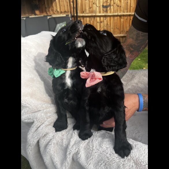 Cocker Spaniel (Working &amp; Show) - Both