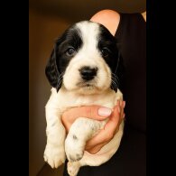 English Springer Spaniel - Both