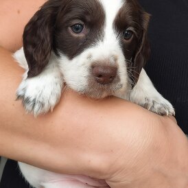 English Springer Spaniel - Both