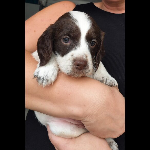 English Springer Spaniel - Both