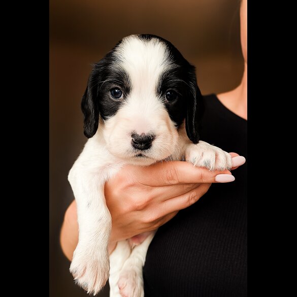 English Springer Spaniel - Both