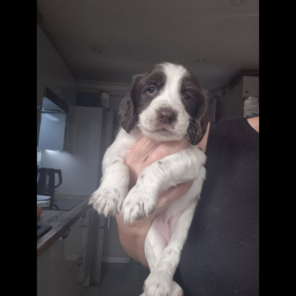 English Springer Spaniel - Both