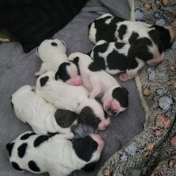 English Springer Spaniel - Both