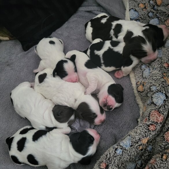 English Springer Spaniel - Both