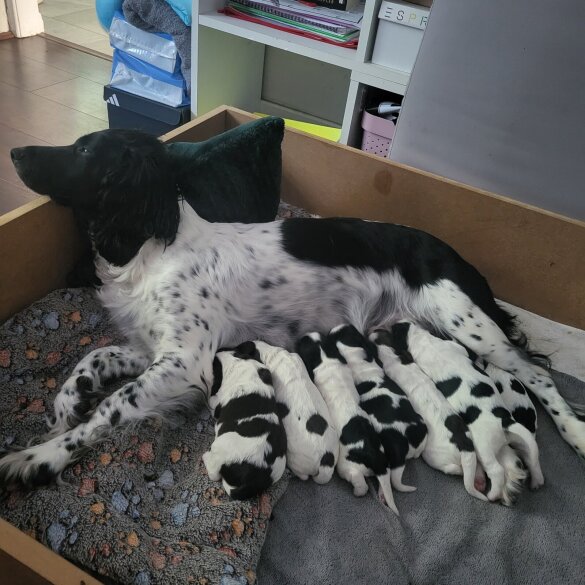 English Springer Spaniel - Both