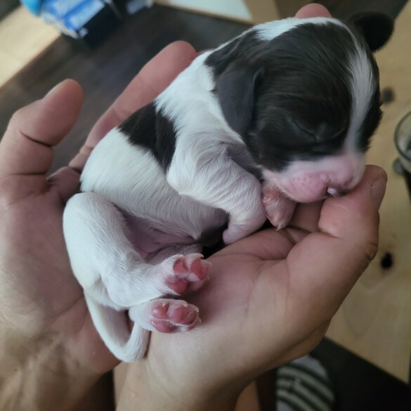 English Springer Spaniel - Both