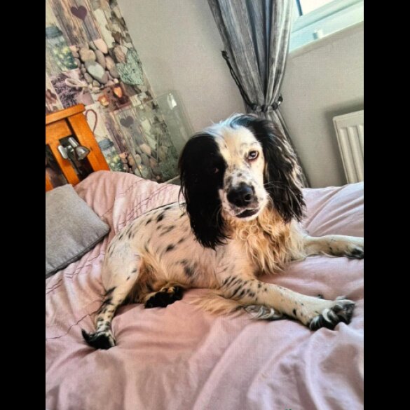 English Springer Spaniel - Both