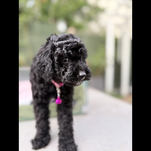 Cockapoo - Both