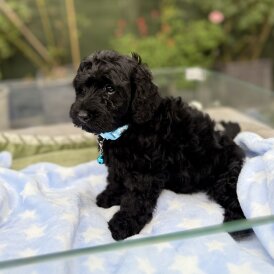 Cockapoo - Both