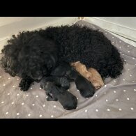 Cockapoo - Both