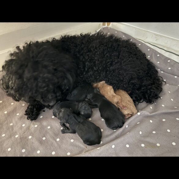 Cockapoo - Both