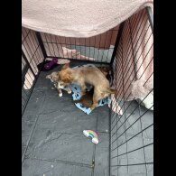 Jack Russell - Both