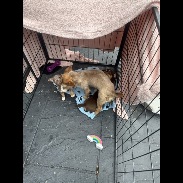 Jack Russell - Both