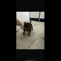 Jack Russell - Both