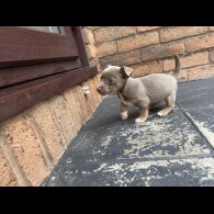 Jack Russell - Both