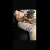 Jack Russell - Both