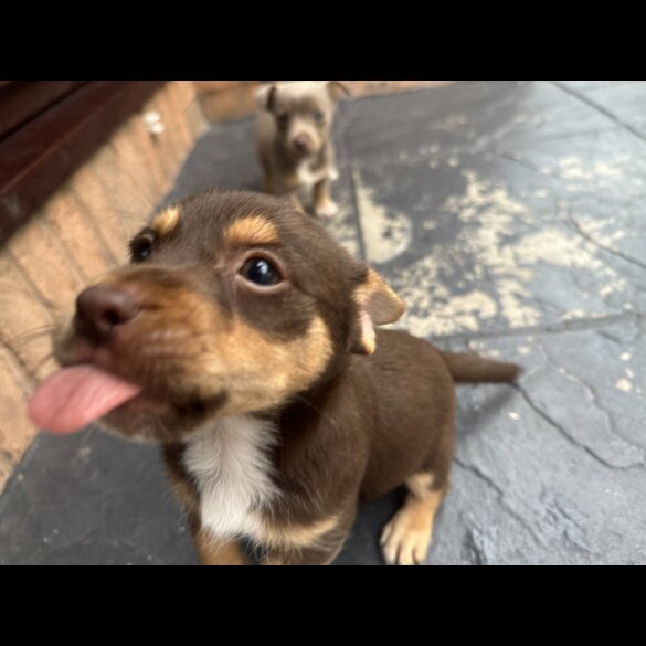 Jack Russell - Both