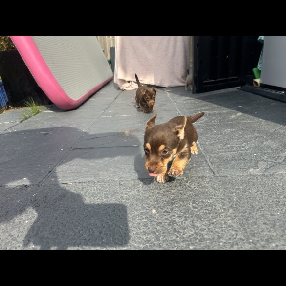 Jack Russell - Both