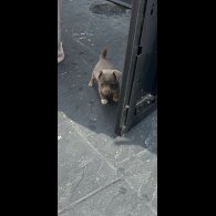 Jack Russell - Both