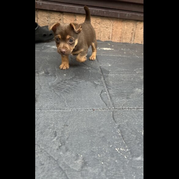 Jack Russell - Both