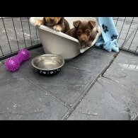 Jack Russell - Both