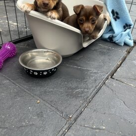 Jack Russell - Both