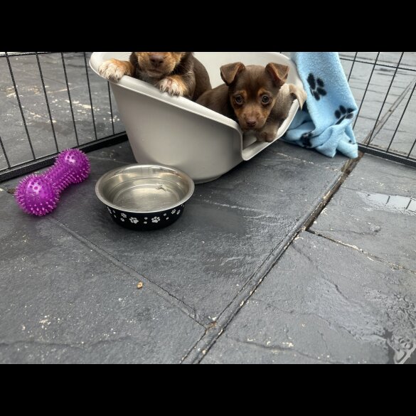 Jack Russell - Both