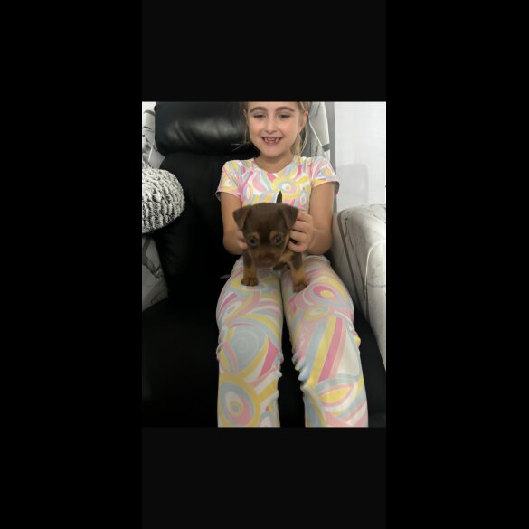 Jack Russell - Both