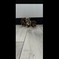 Jack Russell - Both