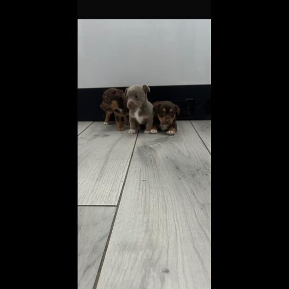Jack Russell - Both