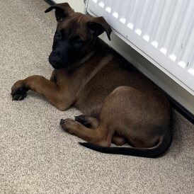 Mixed Breed - Both