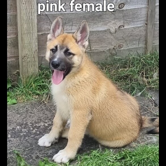 Akita - Both