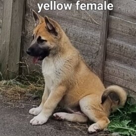 Akita - Both