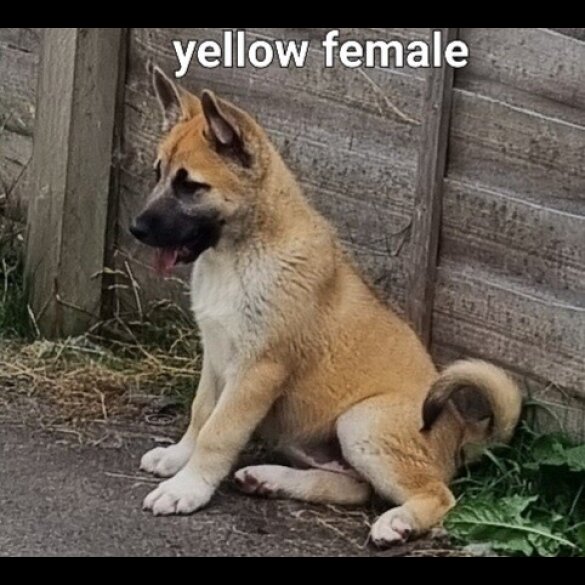 Akita - Both
