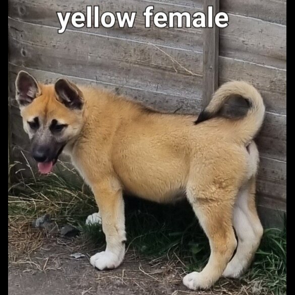 Akita - Both
