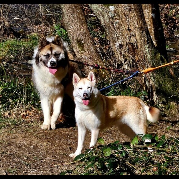 Akita - Both