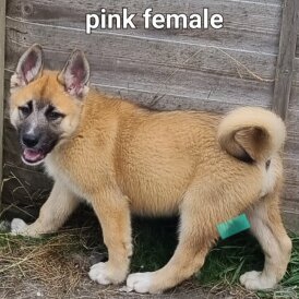 Siberian Husky - Both