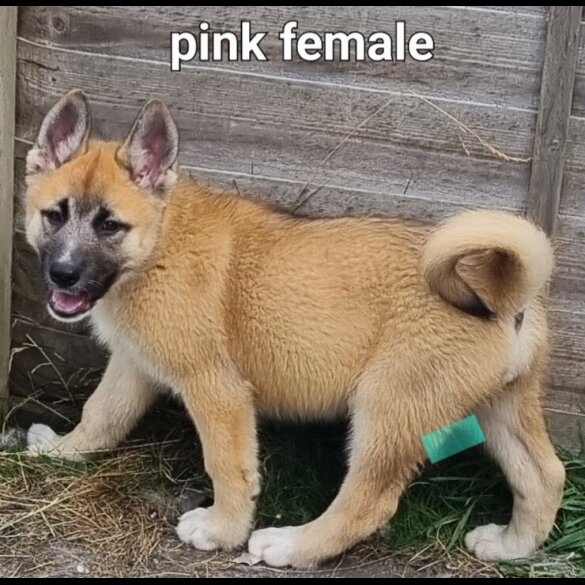 Akita - Both