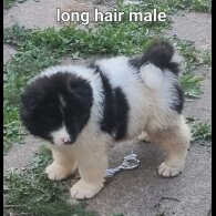 Akita - Dogs
