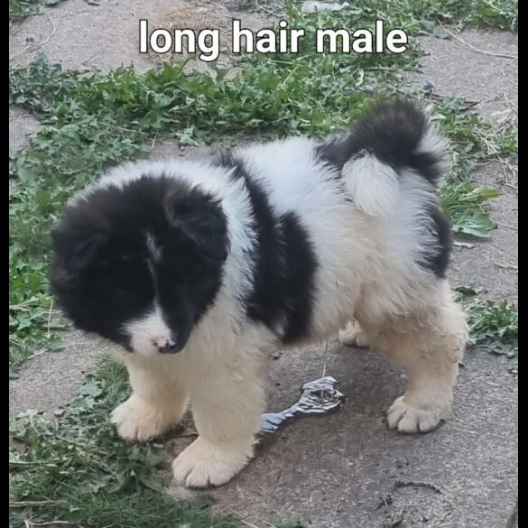 Akita - Dogs